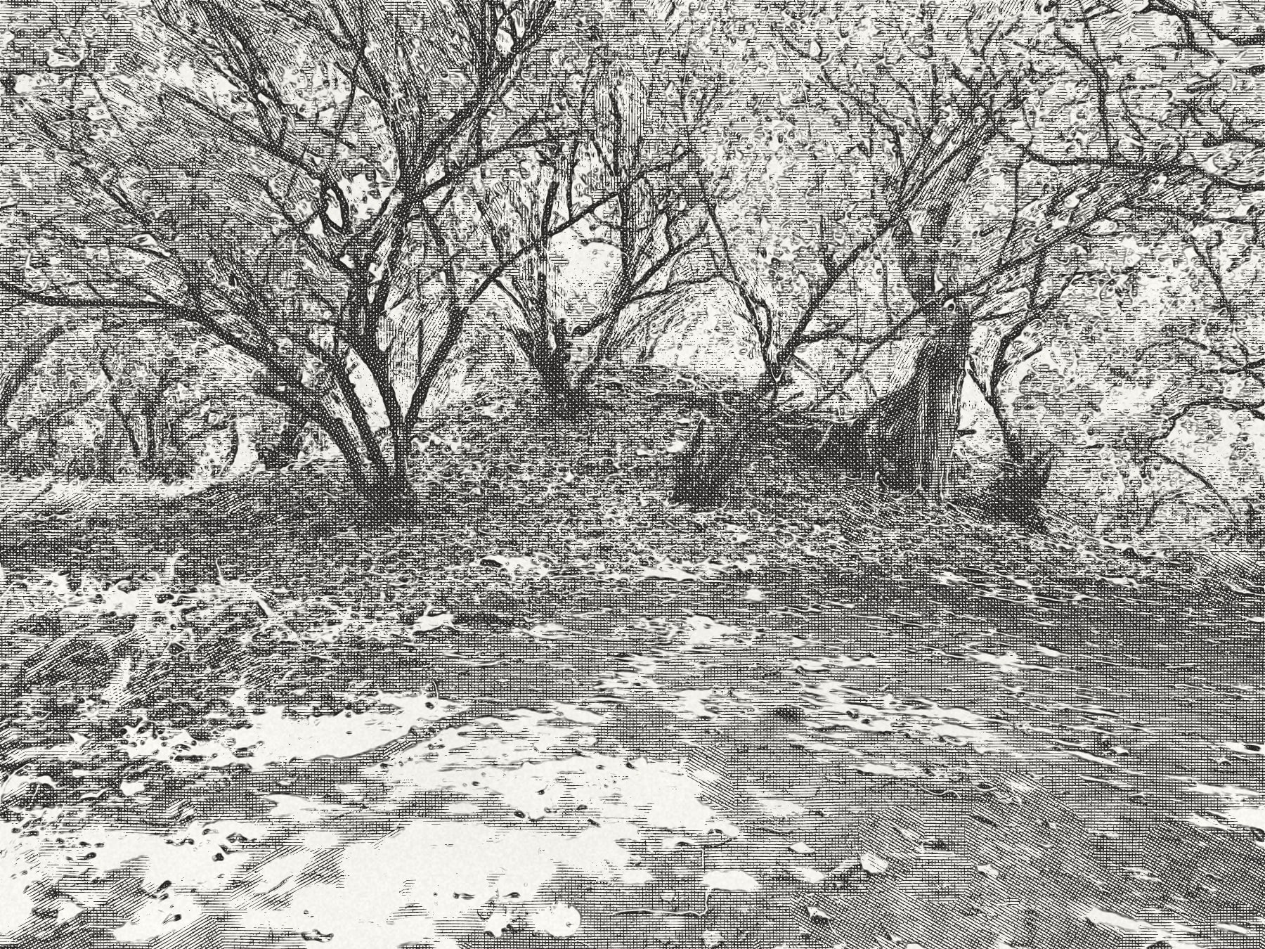 Bodu Havitta